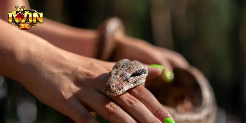 Giải mã ý nghĩa nằm mơ bị rắn cắn có nhiều ý nghĩa.